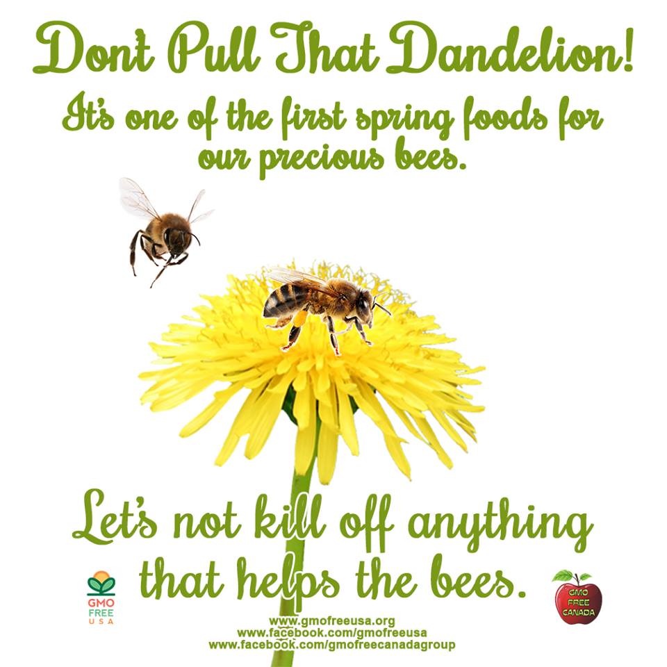 bees need dandelions